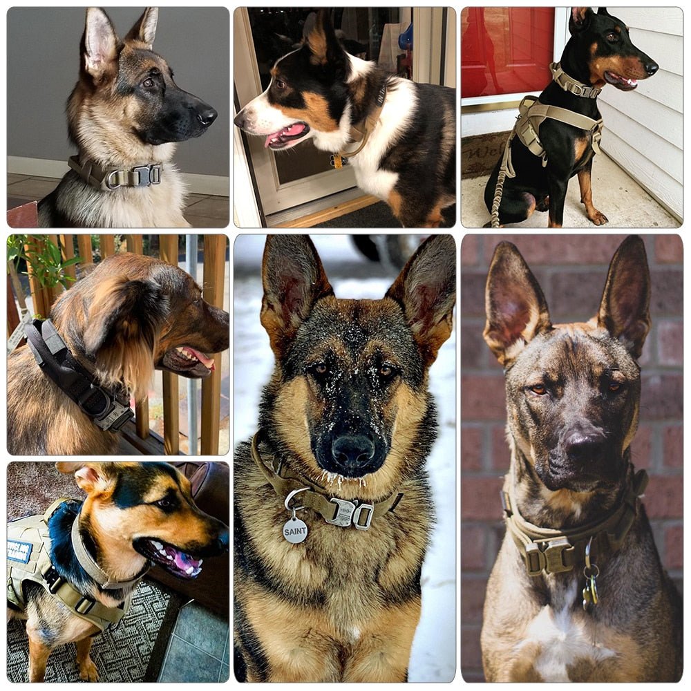 Heavy - Duty Dog Collar - Christopher James LLC
