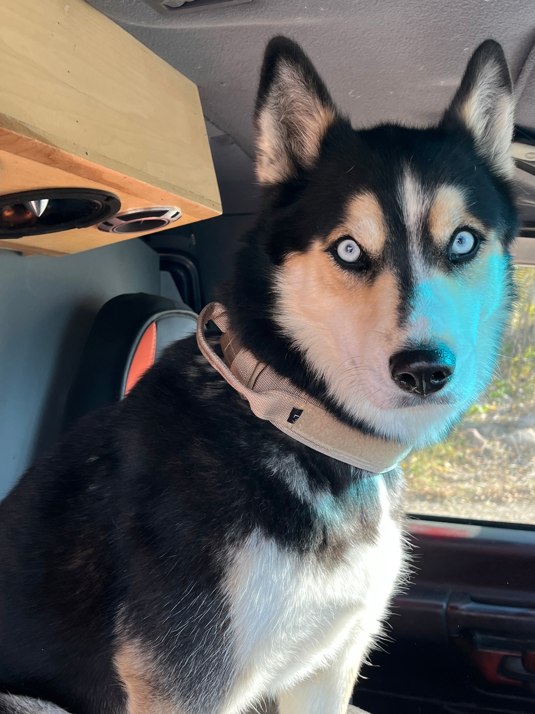 Meet Blue: Why Our Siberian Husky Trusts the Heavy-Duty Dog Collar - Christopher James LLC