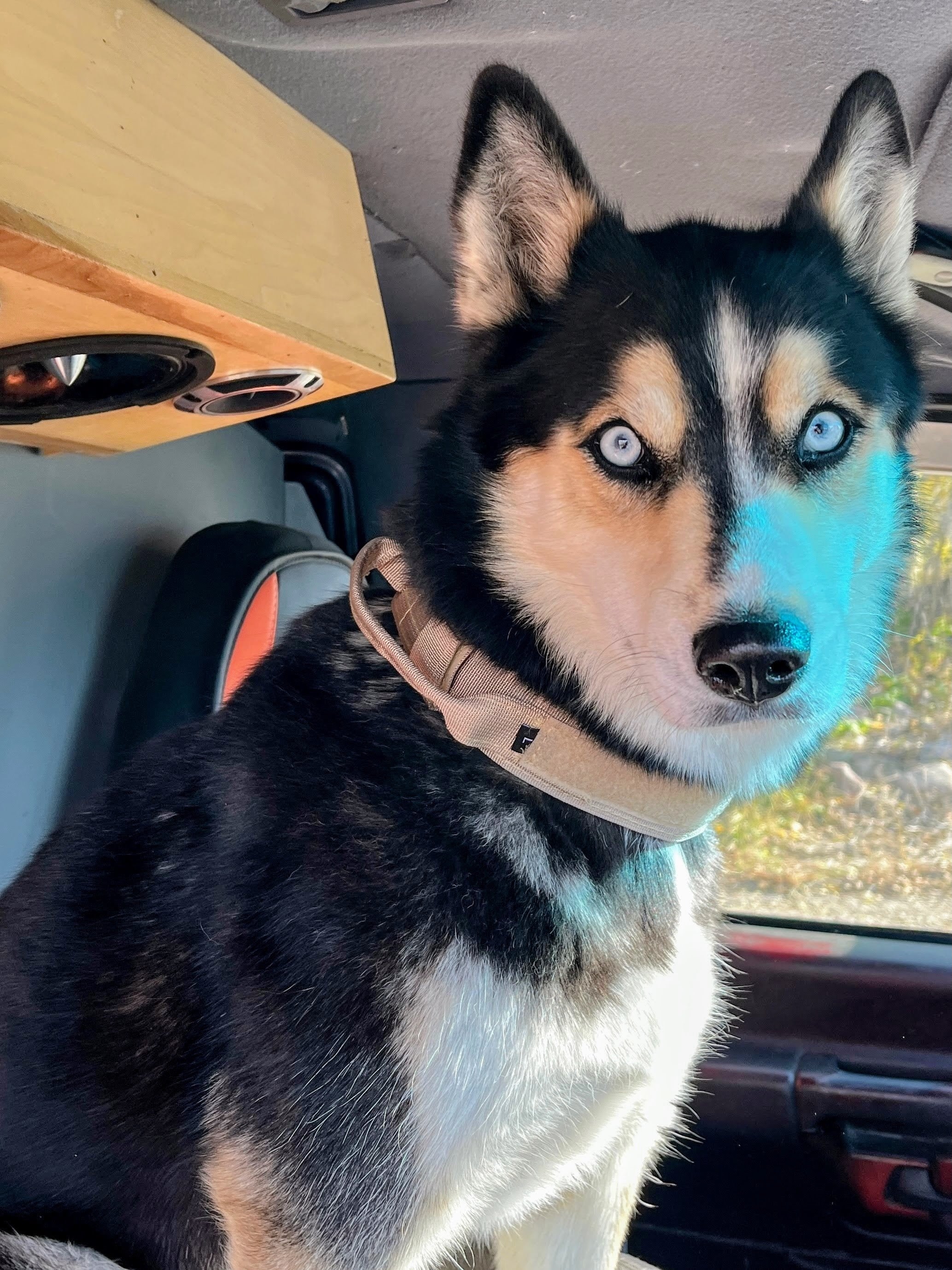 Dog Collars