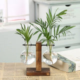 Hydroponic Transparent Plant Vases - Christopher James LLC