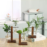 Hydroponic Transparent Plant Vases - Christopher James LLC