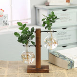 Hydroponic Transparent Plant Vases - Christopher James LLC